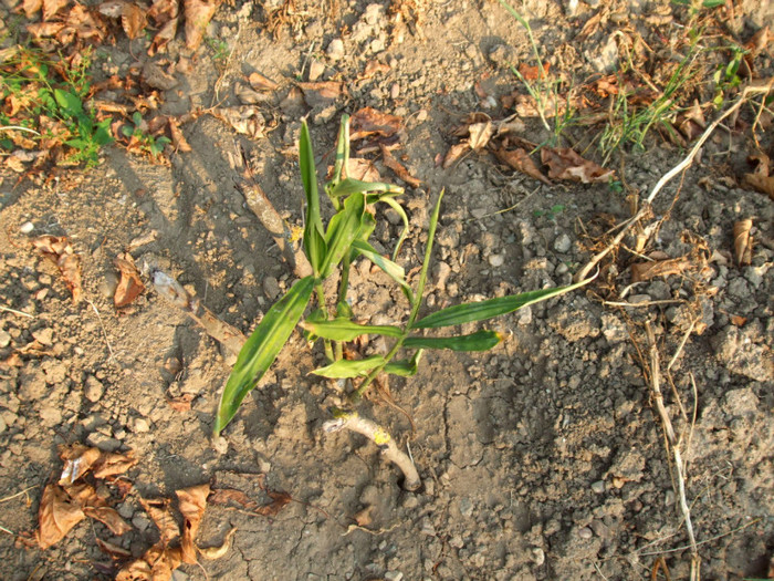 ghimbir - Legume 2011