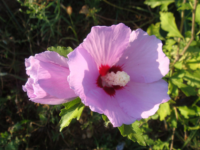 DSC03152 - Hibiscus Syriacus