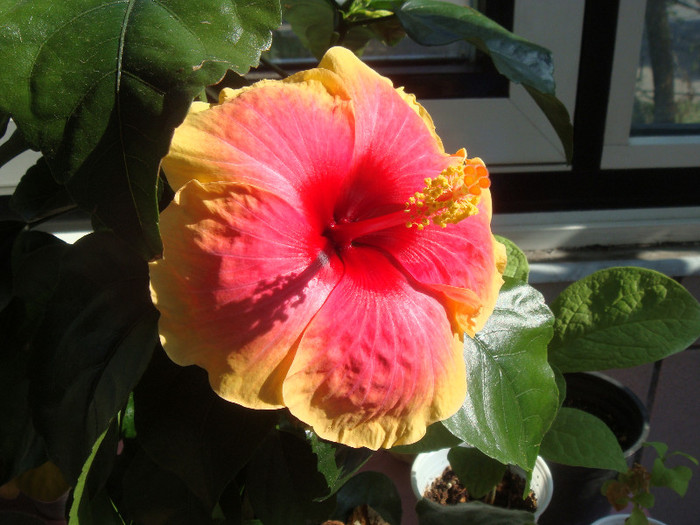 DSC03154 - Hibiscus