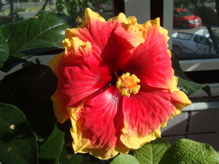 DSC03188 - Hibiscus