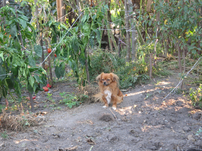 Athos ,se uita ca vine toamna,oct.2011 - Prietenii mei necuvantatori