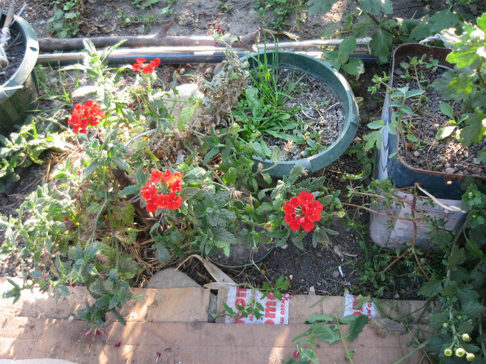 A inflorit din nou verbina,oct.2011 - Flori in gradina de legume 2011