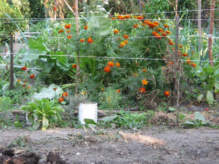O tufa uriasa de craita,oct.2011 - Flori in gradina de legume 2011