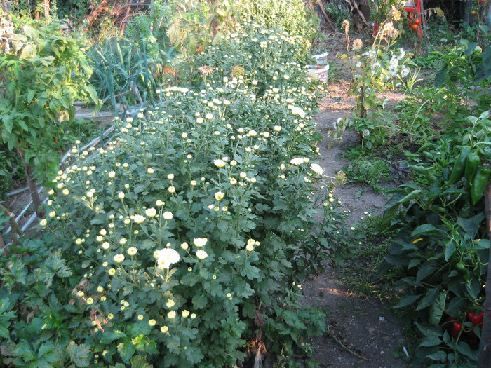 Au inflorit tufanicile,oct.2011 - Flori in gradina de legume 2011