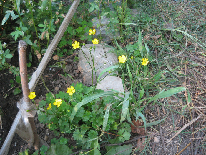 O planta care nu se da batuta din gradina,oct.2011 - Flori in gradina de legume 2011