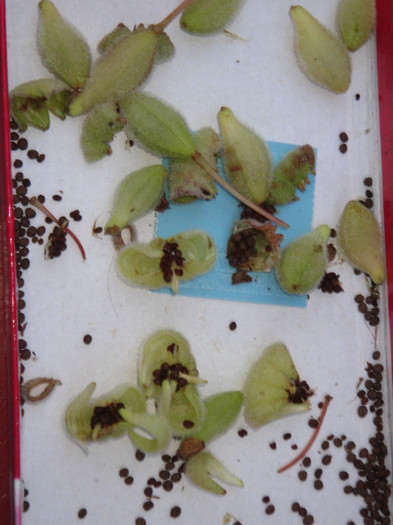 Seminte de Balsamina,oct.2011; Sunt tare interesante cum se deschid si isi imprastie semintele
