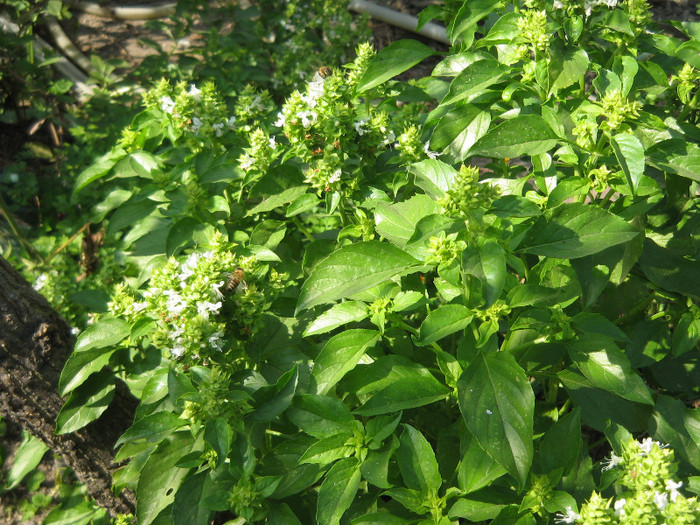 A inflorit noua recolta de busuioc ,sept.2011 - Flori in gradina de legume 2011