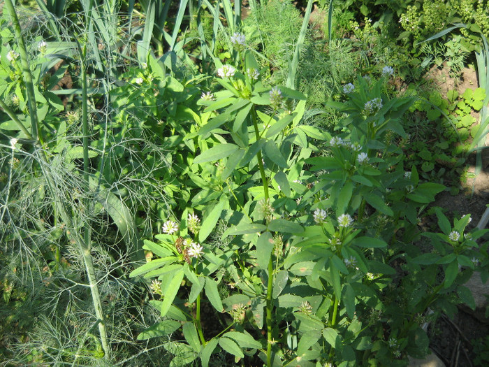 Un roi de albine pe florile de schinduf si marar,sept.2011 - Flori in gradina de legume 2011