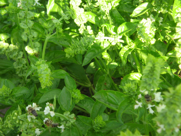 Albine la busuioc,sept.2011 - Flori in gradina de legume 2011