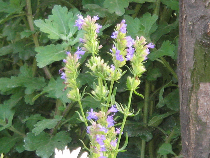 Isop,sept.2011 - Flori in gradina de legume 2011