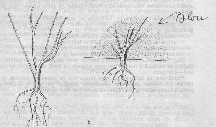 Plantare 3 - despre trandafiri