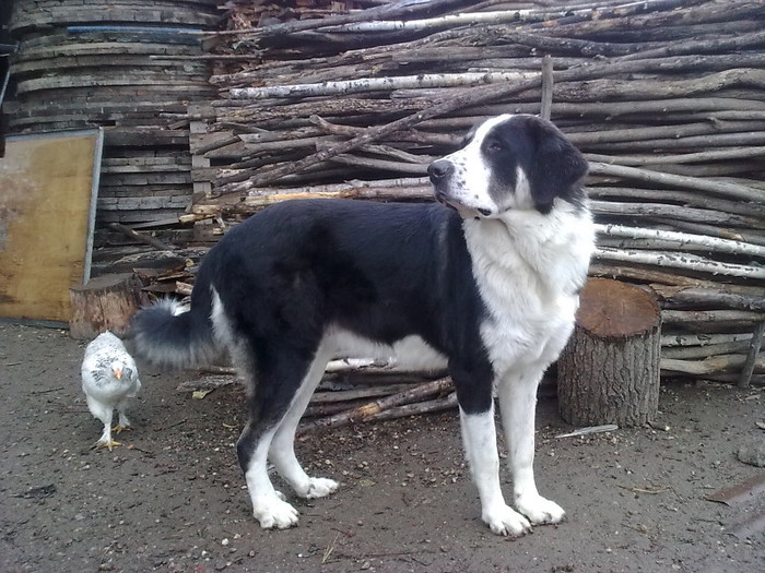 MOLDA 1 AN SI 4 LUNI - CIOBANESTI  DE BUCOVINA