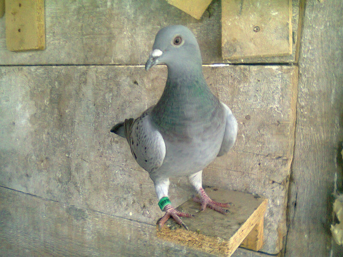 Bibelou crescatoriei - poze 2011