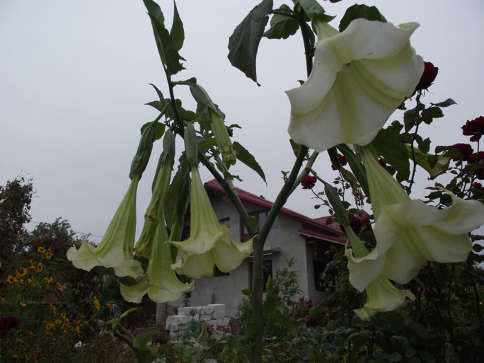 DSCF5492 - toamna