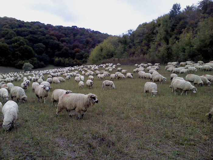 DSC01899 - 2 oi turcane 2011