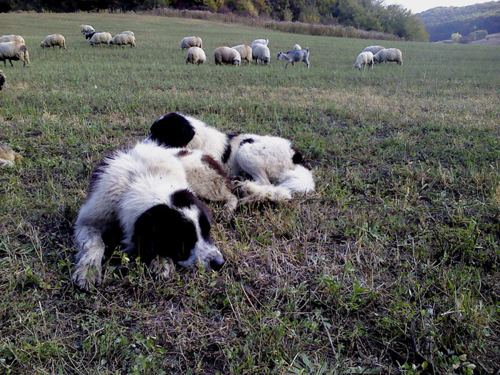 DSC01879 - caini de bucovina 2011