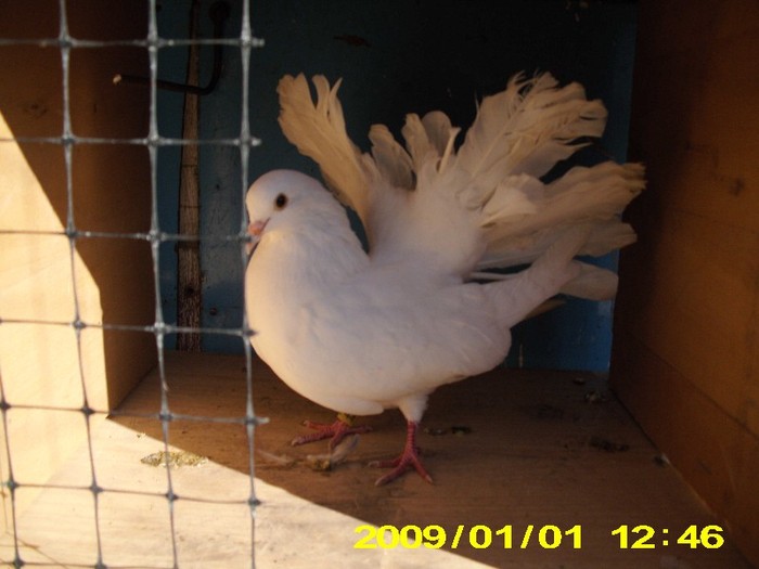IMG_0021 - Porumbei ornamentali