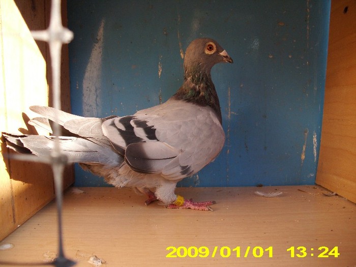 IMG_0046 - Porumbei voiajori