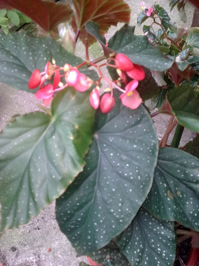 Imagine0675; begonia
