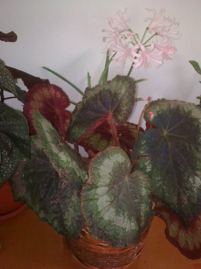 Imagine0685; begonia
