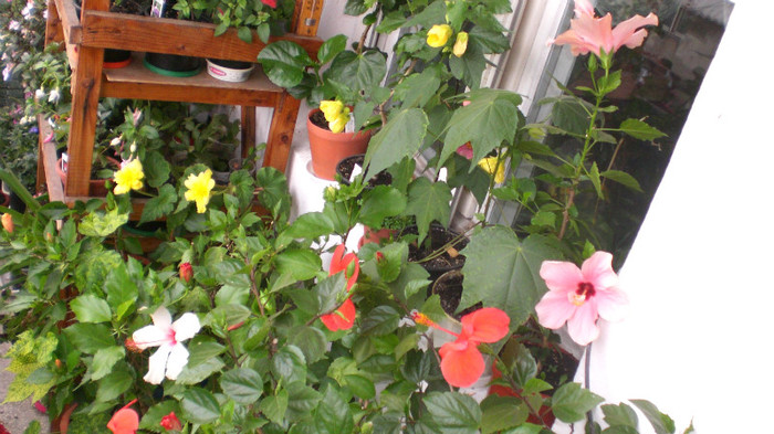 octombrie 2011 147