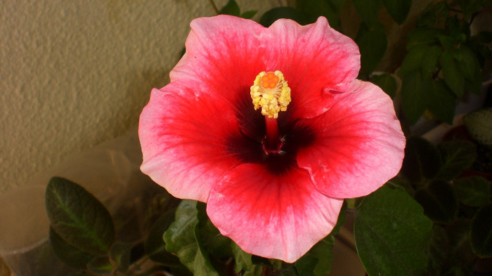 yoder camelia - hibiscusi 2011  majoritatea pierduti in 2014