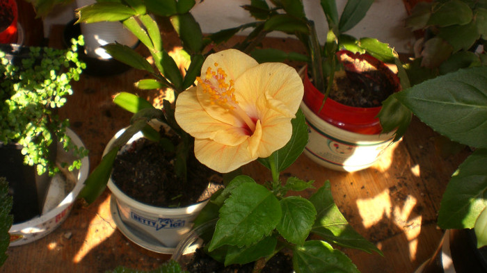 octombrie 2011 151