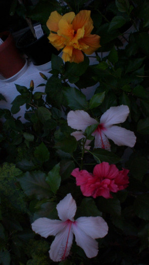 octombrie 2011 163