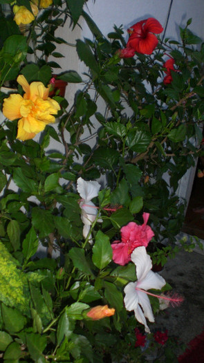 octombrie 2011 179