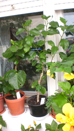 octombrie 2011 239