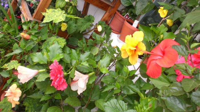 octombrie 2011 252