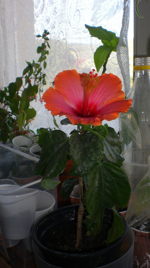 octombrie 2011 258
