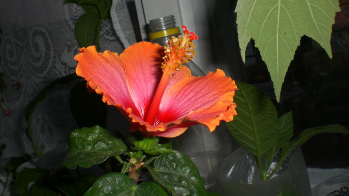 octombrie 2011 261