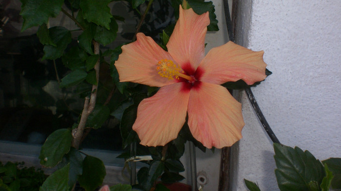 cairo apricot