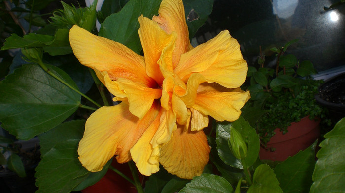 octombrie 2011 268