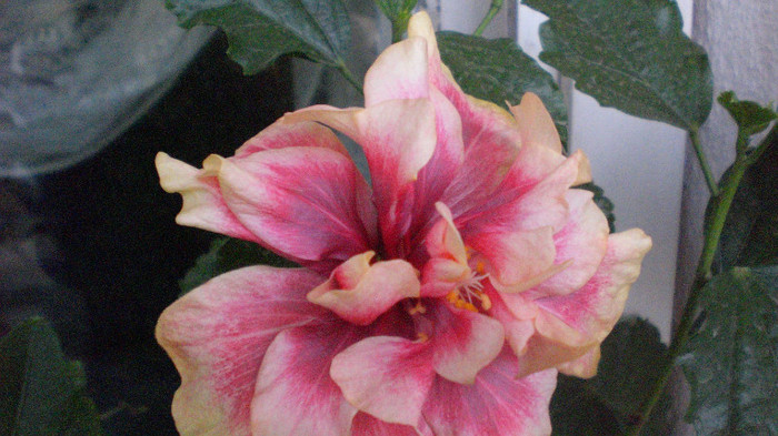 octombrie 2011 423