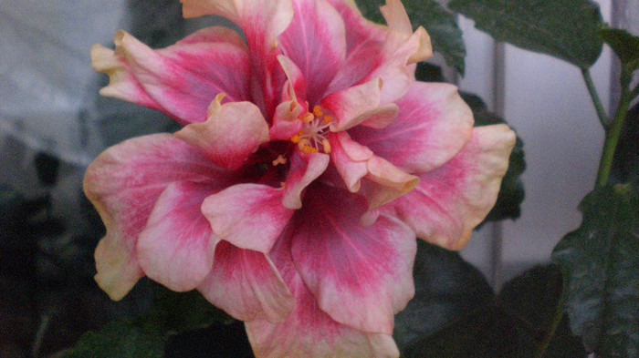 octombrie 2011 424