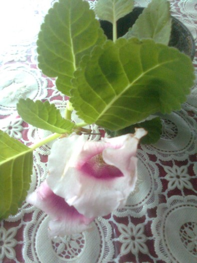 multumesc  mairy - gloxinia 2011