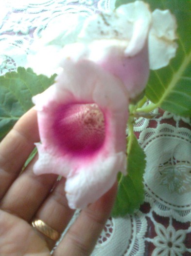 pierduta - gloxinia 2011