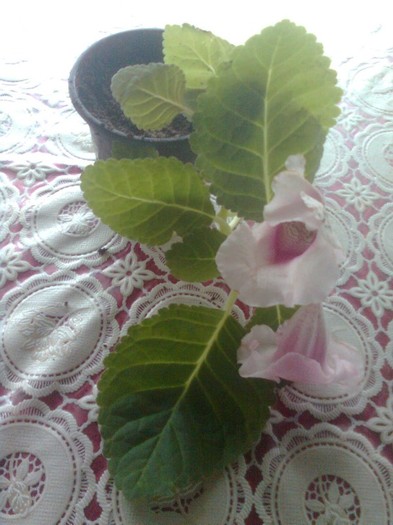 17.10.2011 - gloxinia 2011