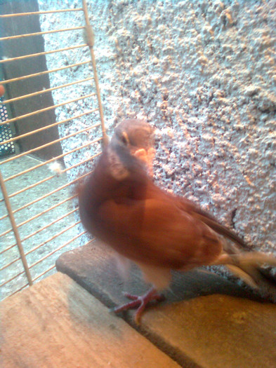 masc 2004 ,tata mulemans mama rosie(sarboaica)