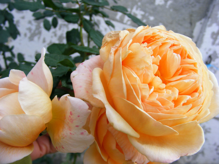 crown princess margareta-climber - TRANDAFIRI  2011