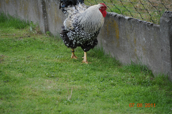 DSC_0057 - Wyandotte argent