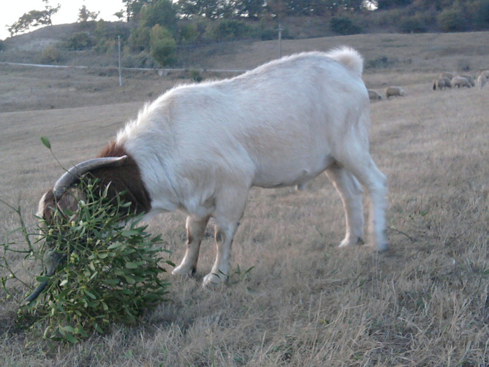 tzapul boer - 0 Oi 15 octombrie 2011