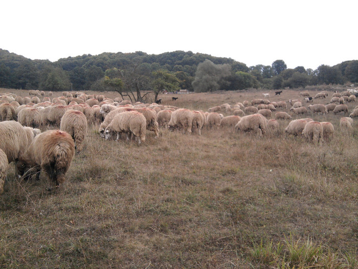 Fotografie0307 - 0 Oi 15 octombrie 2011