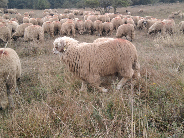 Fotografie0308 - 0 Oi 15 octombrie 2011