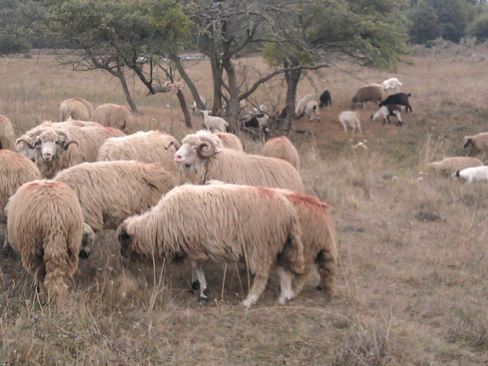 Fotografie0310 - 0 Oi 15 octombrie 2011