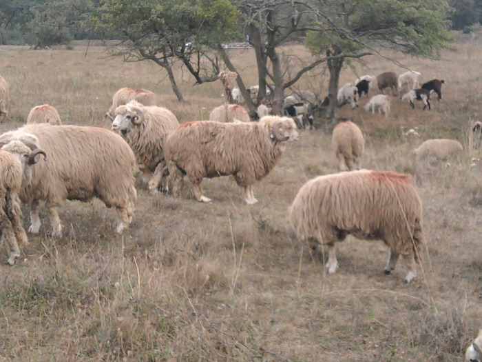 Fotografie0311 - 0 Oi 15 octombrie 2011