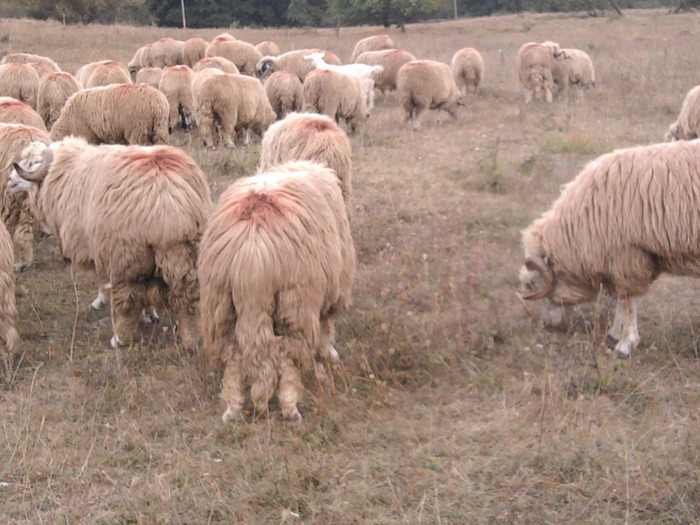 Fotografie0312 - 0 Oi 15 octombrie 2011