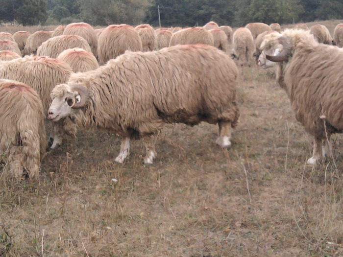 Fotografie0313 - 0 Oi 15 octombrie 2011